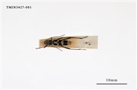 藏品(蓬萊小虎天牛)的圖片